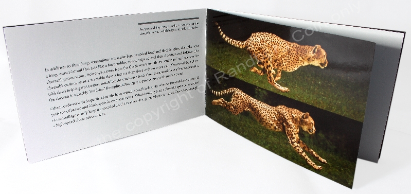 2016 Gold Big Cats Initiative Cheetah 4 coin Nat Geo Set booklet open